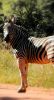IMG 20210118 WA0012